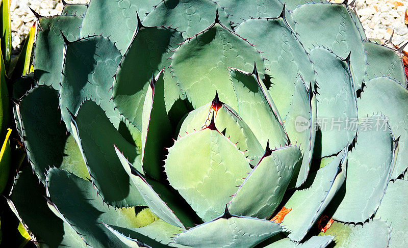 龙舌兰仙人掌(Agave Parryi)